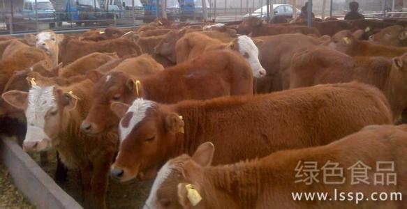 养殖牛常见的皮肤病 肉牛养殖常见的皮肤病