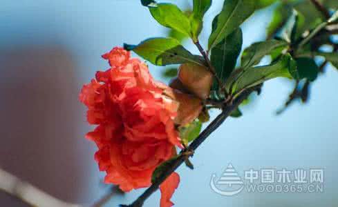 蔷薇是几月开 石榴花是几月开