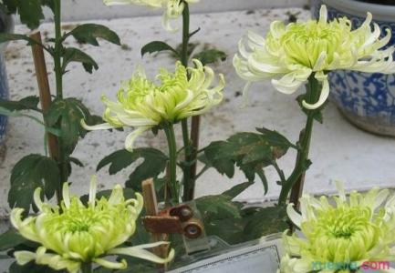 盆栽菊花的养殖方法 菊花的养殖方法与用途