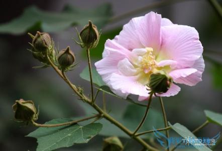 芙蓉花的功效与作用 芙蓉花的功效和作用