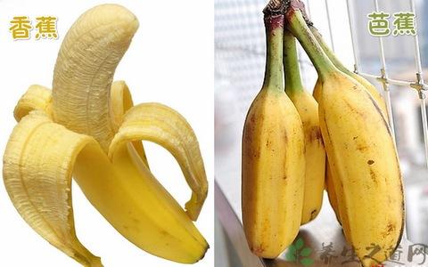 芭蕉和香蕉的区别 芭蕉和香蕉的区别有哪些_芭蕉和香蕉的区别