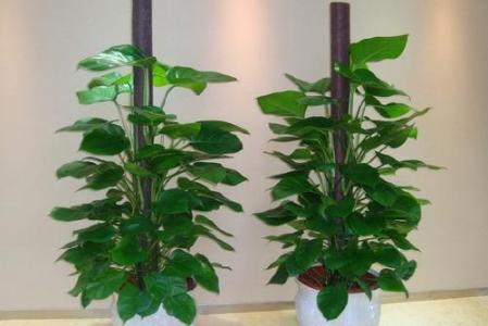 什么室内植物最吸甲醛 室内除甲醛的植物?室内除甲醛有什么样的方法?