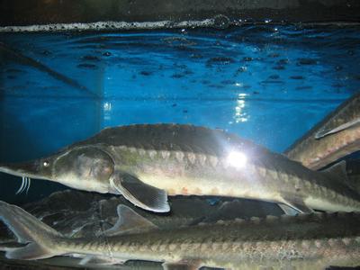 中华鲟鱼养殖技术 中华鲟鱼的养殖方法是什么