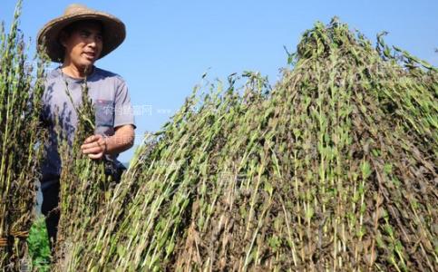 樱桃树的栽培技术 白芝麻的栽培技术