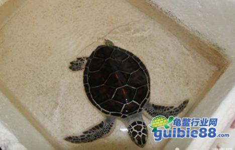 淡化海龟怎么养 如何饲养淡化海龟