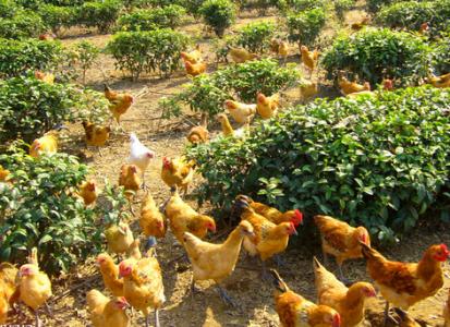 果园林地生态养鸡技术 果园养殖技术_果园养鸡技术