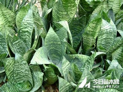 虎尾兰的繁殖方法 虎尾兰的繁殖方法 虎尾兰的栽培方法