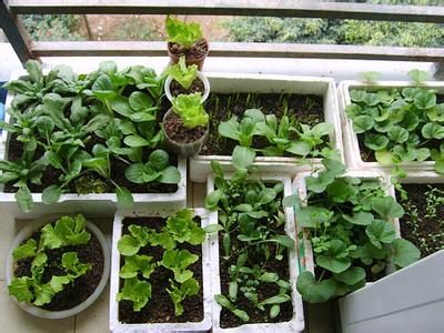 家庭蔬菜种植方法 家庭蔬菜要怎么种植 家庭蔬菜种植方法