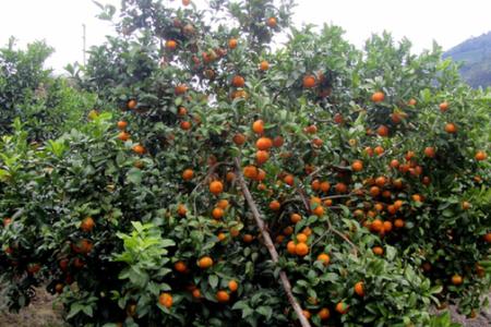 广东适合种植什么水果 广东种植出名的水果有什么