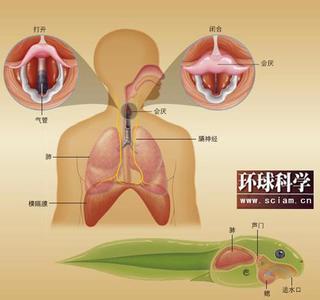 胃胀气打嗝是怎么回事 为什么会打嗝