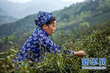 上海国际茶文化旅游节 安徽颍上县双集茶文化旅游节好玩吗