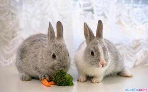 地理谜语集锦 关于兔子的谜语 兔子的谜语集锦