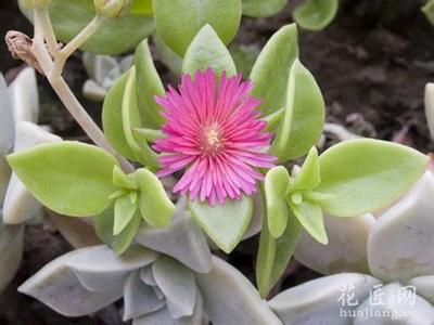 宝石花花语 宝石花花语是什么