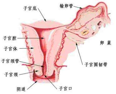 高效人群的七种习惯 霉菌性阴道炎的七种易感人群