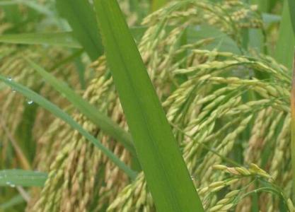 水稻病虫害防治技术 六月水稻病虫害的防治技术