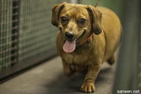 适合家庭饲养的小型犬 适合家庭饲养的大型犬