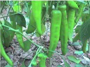 青椒怎么种植方法 青椒的种植方法