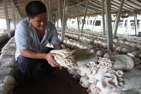 袋装蘑菇的养殖方法 养殖蘑菇的方法