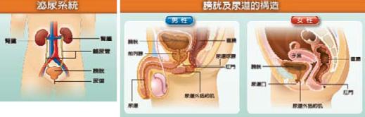 泌尿系统感染原因 泌尿感染的原因 泌尿系统感染原因