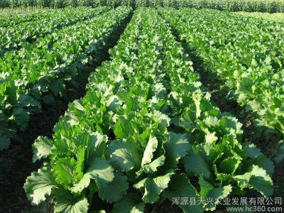 广东蔬菜种植时间表 广东的蔬菜种植品种