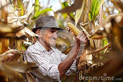 吃玉米的好处和坏处 老人吃玉米的好处有哪些 老人吃玉米有什么好处