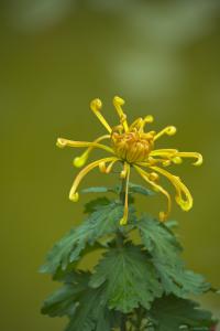 九月菊花图片 九月菊花怎么养殖