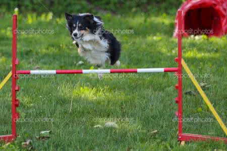 边境牧羊犬性格特点 边境牧羊犬怎么养 边境牧羊犬的性格特点