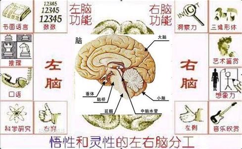 关于右脑开发 关于右脑回路