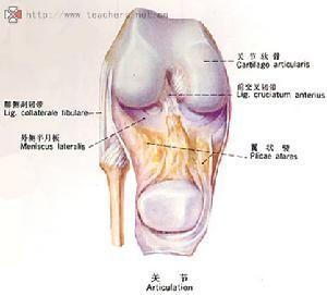 滑膜炎颗粒的作用 滑膜炎什么原因