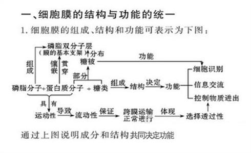 细胞生物学知识点 高中生物t细胞知识点