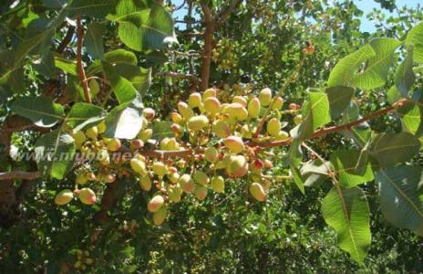 开心果树种植技术 种植开心果树的技术