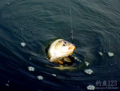 鱼塘打窝 不可以打窝的鱼塘怎样钓鲫鱼