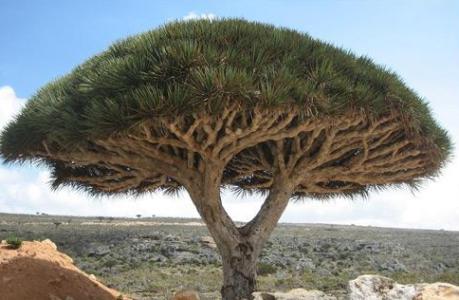 世界上最长寿的东西 世界上最长寿的植物