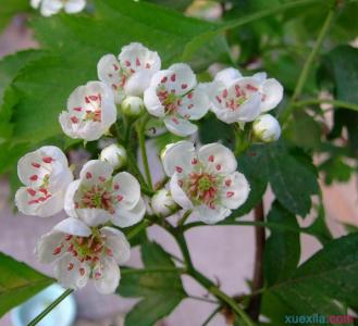 山楂花花语 山楂花花语是什么