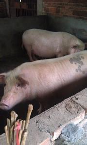 母猪的饲养方法 潲水饲养猪的方法是什么