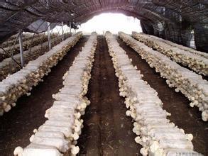 香菇袋料栽培新技术 猴头菇袋料栽培方法是怎样的