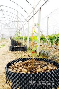 夏黑葡萄怎样提早成熟 浅析葡萄设施栽培提早成熟生产管理技术