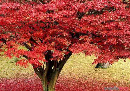 红枫树怎么样会养的红 红枫树怎么养 红枫树的应用
