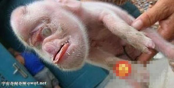 世界上最小的国家 世界上最小的猪仔