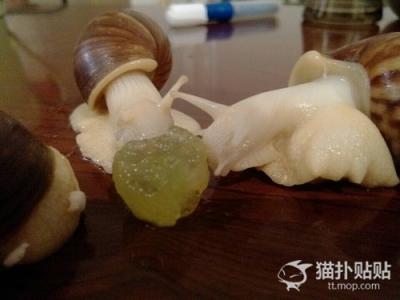 蜗牛饲养方法 宠物蜗牛的饲养方法