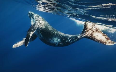 世界上最大的动物蓝鲸 最大动物蓝鲸