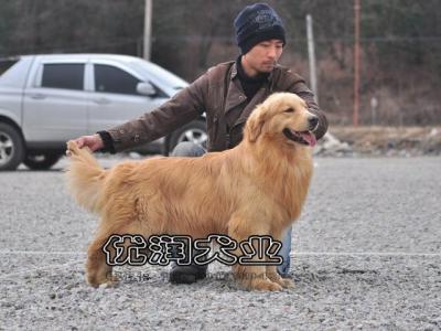 养金毛犬的注意事项 北京金毛犬多少钱一只 金毛犬的养护注意事项