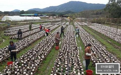 黄瓜露地高产栽培技术 香菇怎样露地栽培