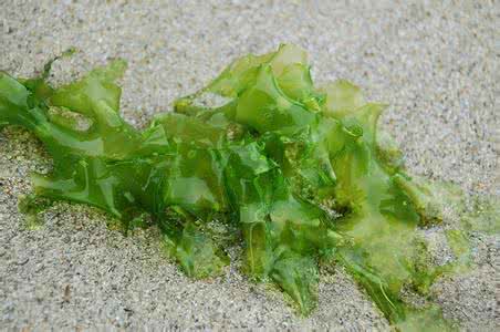 海藻种植方法 海藻种植方法_海藻怎样种植