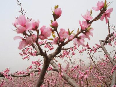 桃花帘外东风软 东风里面的桃花