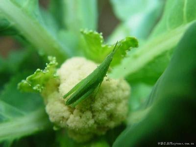 蔬菜病虫害防治 花椰菜蔬菜虫害怎样处理