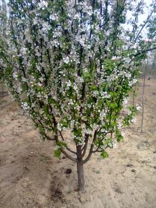 八棱海棠种植 八棱海棠树的种植时间