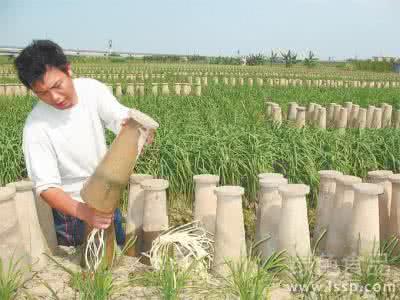 韭黄种植技术视频 韭黄种植最新技术是什么