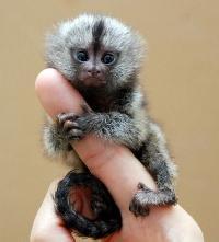 世界上最小的动物 世界20个最小的动物