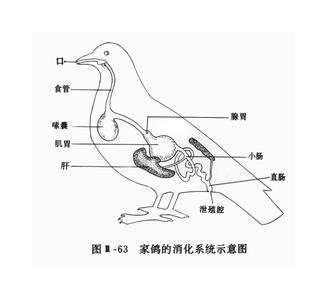 生物的生殖和发育 中考生物 家鸽的生殖和发育